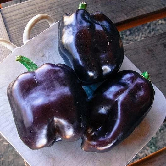 Purple Beauty Bell Pepper Seeds - Non-GMO Heirloom Capsicum annuum for Garden & Container Planting