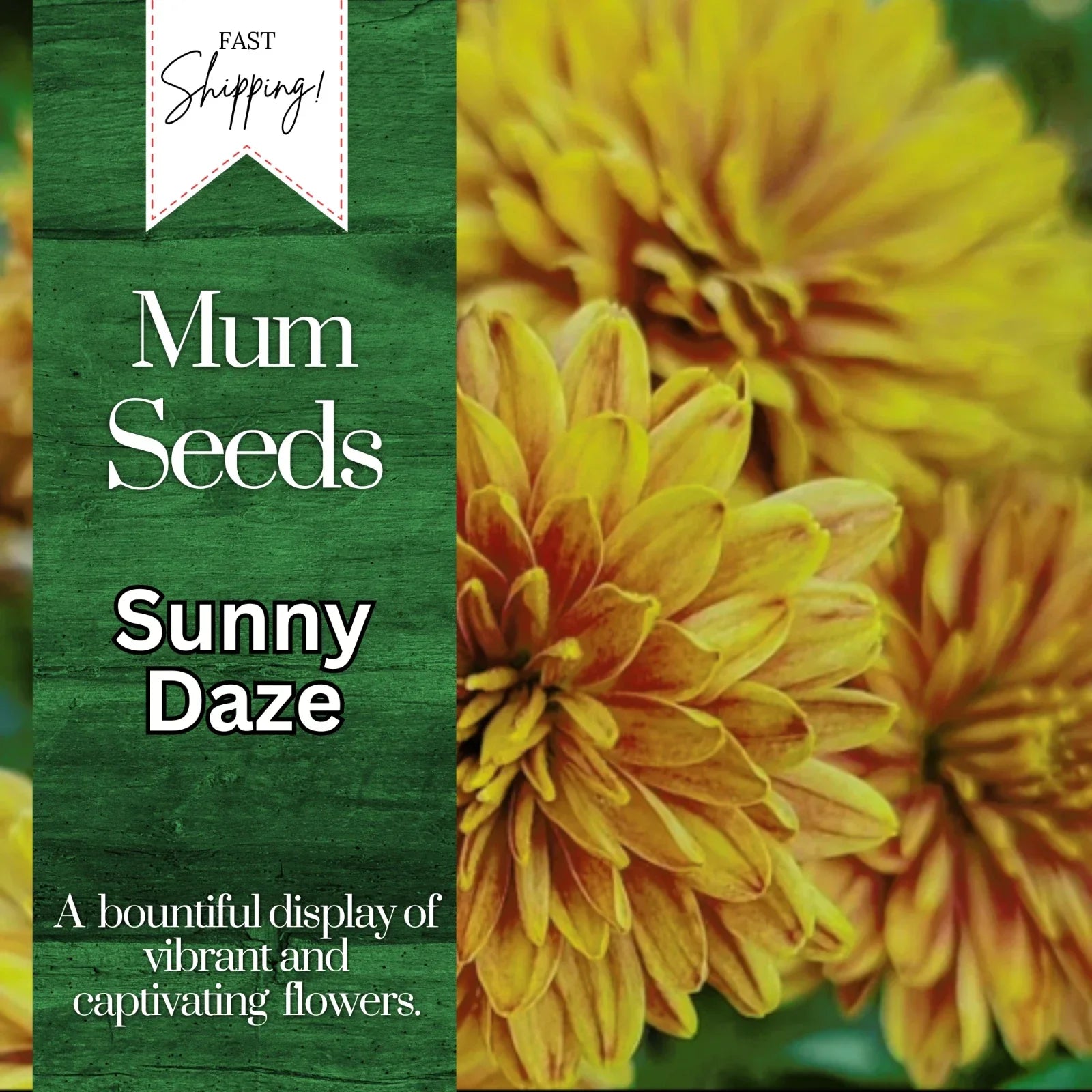 Chrysanthemum Seeds - Sunny Daze Mum - 200 Yellow Flower Seeds - Annual, Easy to Grow, Vibrant Blooms, Chrysanthemum morifolium