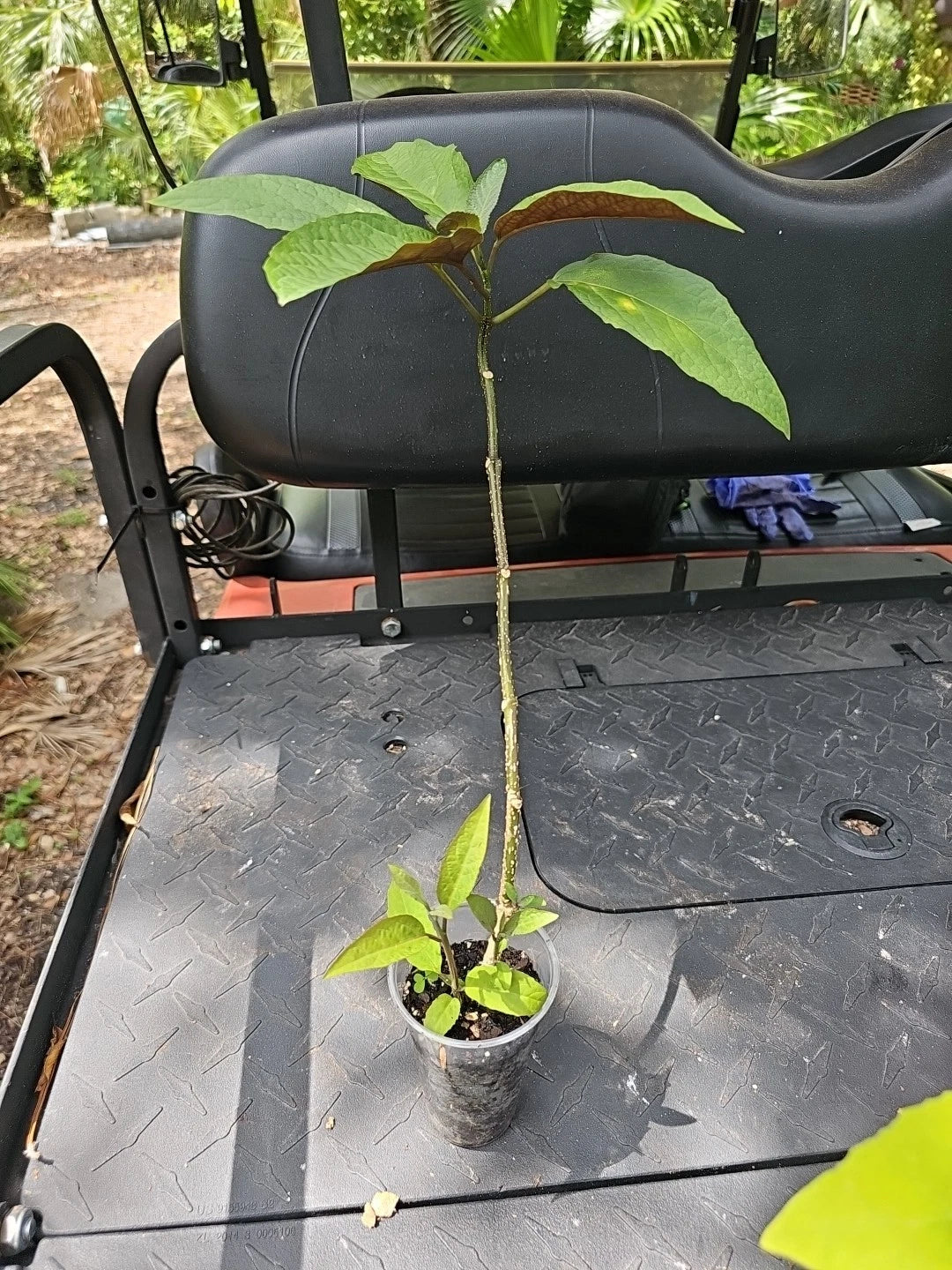 Shooting Star Plant 3" Pot Clerodendrum Quadriloculare Live Indoor Outdoor Decor