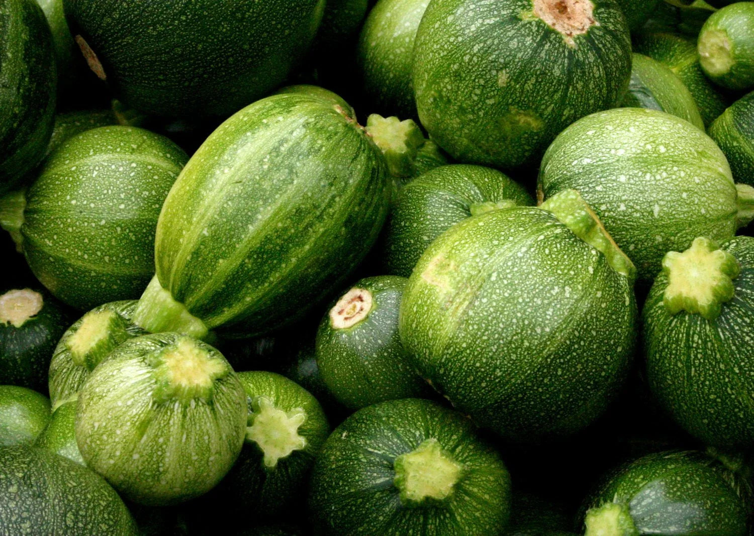 Zucchini Round Seeds, 20 Non-GMO Cucurbita pepo, Summer Vegetable, Bush-Type, Compact Growth, USA Free Shipping
