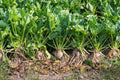Sugar Beet Seeds - NON-GMO Fodder Beet, Beta vulgaris, for Livestock & Garden, Free Shipping