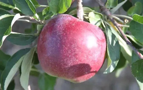 William's Pride Apple Seeds - 25+ Non-GMO Malus domestica Fruit Tree Seeds for Home Garden Planting