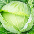 Golden Acre Cabbage Seeds | Non-GMO Heirloom Brassica oleracea | Compact, Round Heads for Garden & Containers