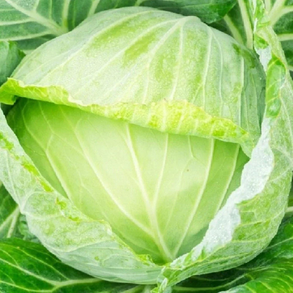 Golden Acre Cabbage Seeds | Non-GMO Heirloom Brassica oleracea | Compact, Round Heads for Garden & Containers