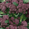 Broccoli Seeds - Purple Sprouting Brassica oleracea - Non-GMO, Winter Harvest, 1000 Seeds