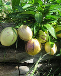 Pepino Melon Seeds - Solanum muricatum - Sweet Cucumber Fruit for Home Gardening - Pack of 20 Seeds