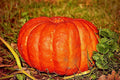 Cinderella Pumpkin Seeds - 10 Pack - Rouge Vif d'Étampes Heirloom Cucurbita pepo for Fall Decor & Baking