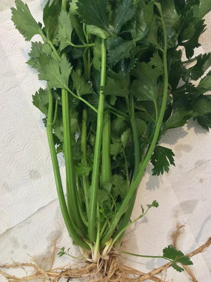 12 True Celery Plants – Live Bare Root Transplants (Apium graveolens) | Heirloom Organic Celery Starts