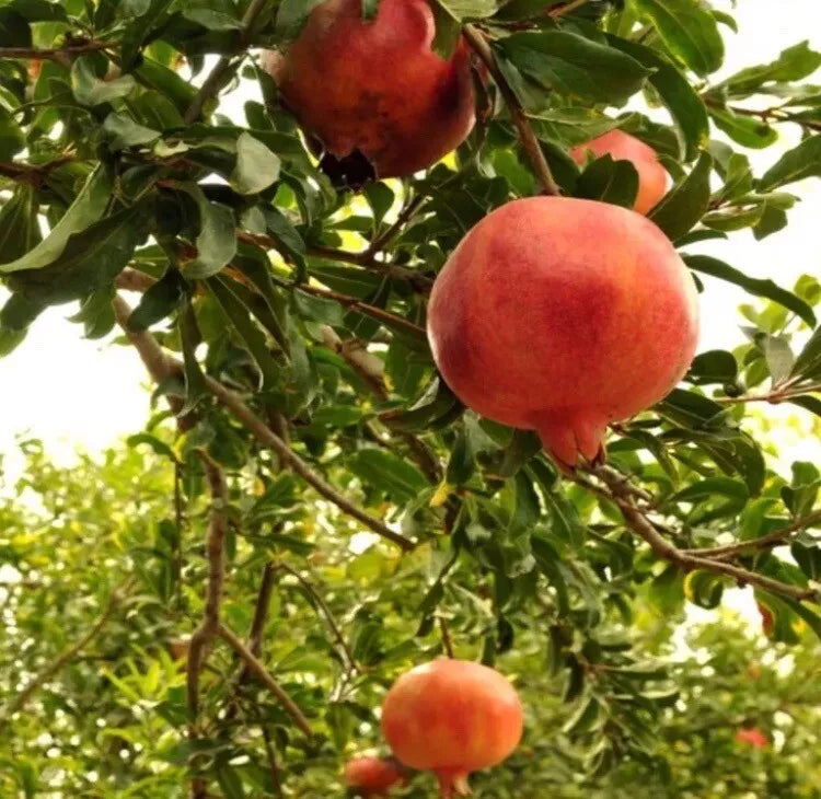 Pomegranate Tree Live Plant - Easy Care Fruit Tree - Punica granatum - Juicy Fruits & Ornamental Foliage
