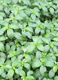Egyptian Spinach Seeds, Corchorus olitorius, 200+ Heirloom Molokhia Jute Saluyot for Home Gardening