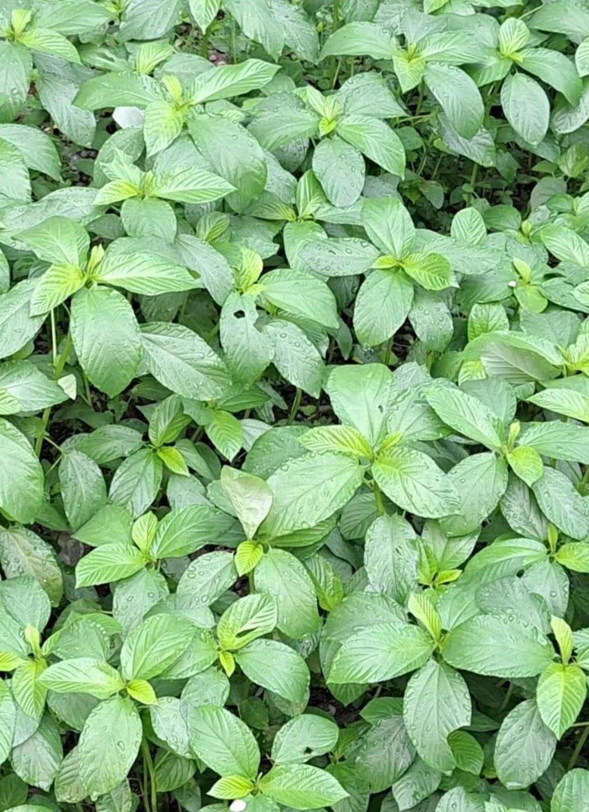Egyptian Spinach Seeds, Corchorus olitorius, 200+ Heirloom Molokhia Jute Saluyot for Home Gardening