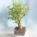Hybrid Poplar Bonsai Tree Cuttings - Forest Style Indoor Outdoor Plant - Populus deltoides