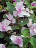 Variegated Tradescantia Blushing Bride Cuttings - 3 Wandering Jew Plant Cuttings for Indoor Gardening