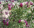 Desert Willow Tree Seeds - 40+ Freshly Harvested Chilopsis linearis Purple Orchid Flowers, Drought-Tolerant, Low Maintenance