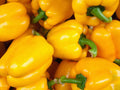 Golden Cal Wonder Bell Pepper Seeds - 50+ Yellow Sweet Vegetable, Capsicum annuum, Organic, Non-GMO, USA, Free Shipping