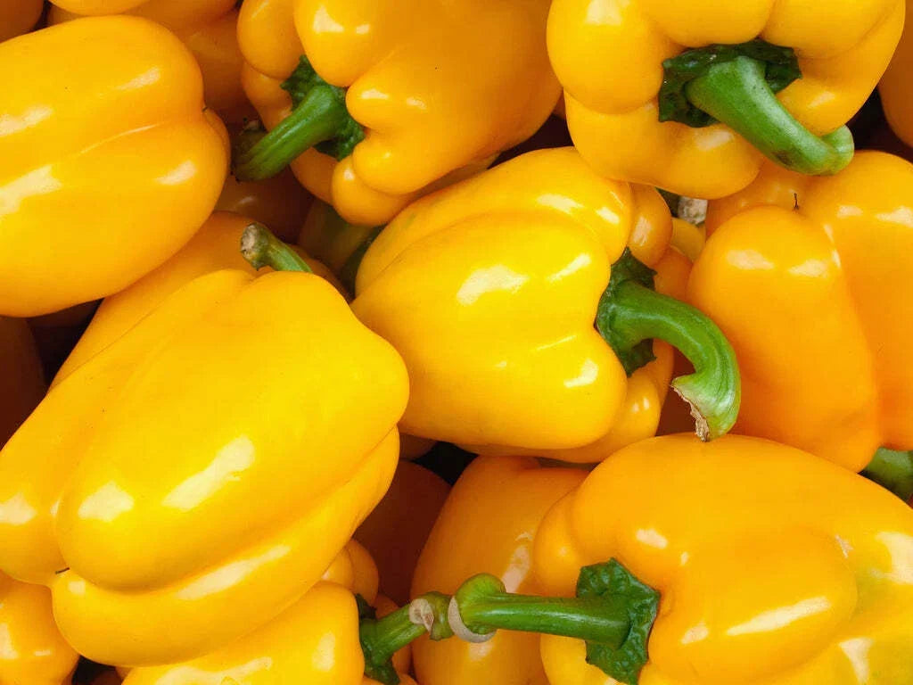 Golden Cal Wonder Bell Pepper Seeds - 50+ Yellow Sweet Vegetable, Capsicum annuum, Organic, Non-GMO, USA, Free Shipping