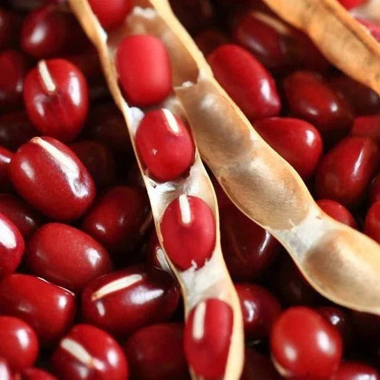 Adzuki Red Bean Seeds - 50+ Pack, Organic Vigna angularis for Home Garden, Small Farm, 2025 Planting