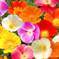 California Poppy Seeds Mix – 7-Color Rainbow Flower Seeds – Eschscholzia californica for Gardens & Wildflower Beds