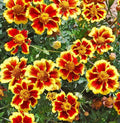 French Marigold Seeds - Legion of Honor Dwarf Variety, Non-GMO, 200 Pack, Tagetes patula, Compact Annual for Borders & Containers