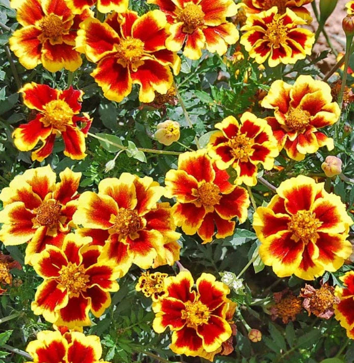 French Marigold Seeds - Legion of Honor Dwarf Variety, Non-GMO, 200 Pack, Tagetes patula, Compact Annual for Borders & Containers