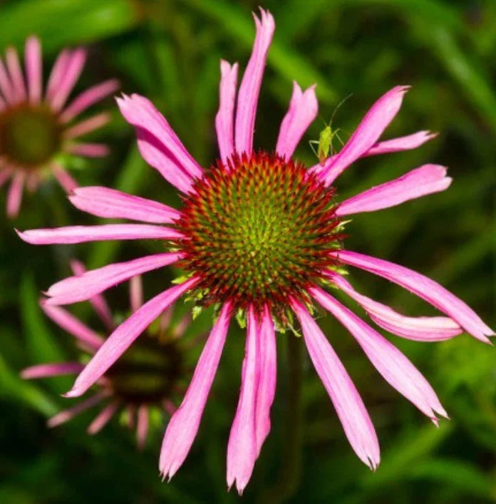 Purple Coneflower Seeds - 100 Non-GMO Echinacea angustifolia Perennial for Pollinators