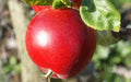 Red Devil Apple Seeds Pack of 25+ – Heirloom Malus domestica for Home Garden & Orchard Planting