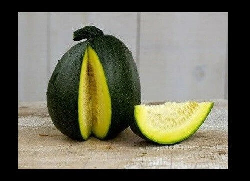 Tatume Summer Squash Seeds – Heirloom Calabash Mexican Zucchini, Organic Vegetable Garden Plant, Cucurbita pepo, 20 Seeds