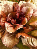 Cimmaron Deep Red Romaine Lettuce Seeds – Heirloom Bulk 500-5000, Crisp Red Leaf Lettuce, Lactuca sativa, Salad Greens, Garden & Farm