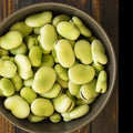 Aquadulce Fava Bean Seeds – Cover Crop, Vicia faba, 20+ Seeds for Planting, Soil Enrichment, Cool Weather, Organic Gardening