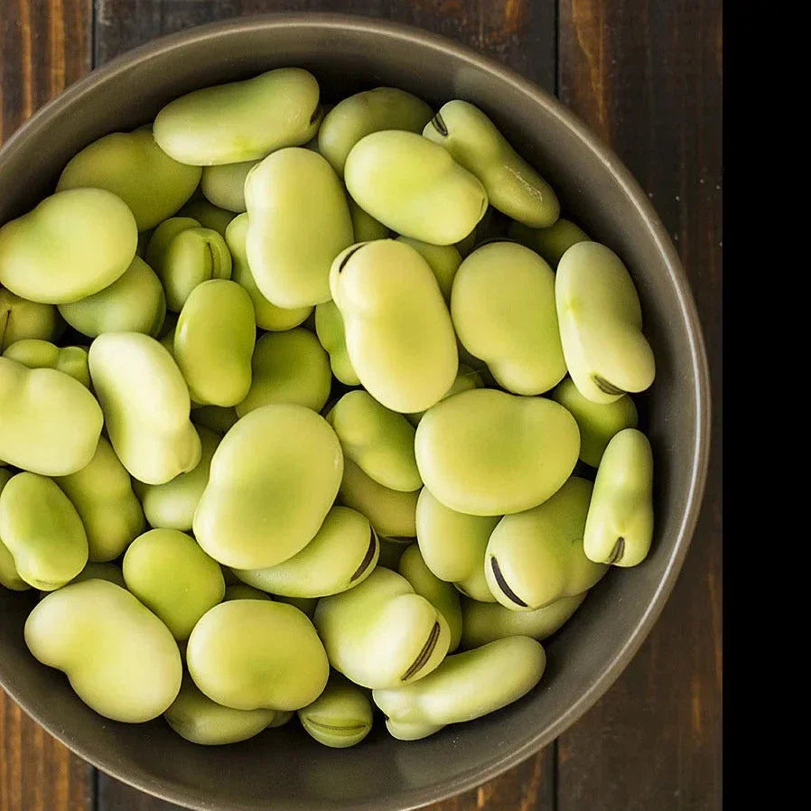 Aquadulce Fava Bean Seeds – Cover Crop, Vicia faba, 20+ Seeds for Planting, Soil Enrichment, Cool Weather, Organic Gardening
