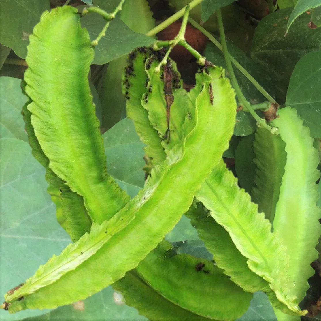 Winged Bean Seeds | Packet of 20 | Dragon Goa Variety | Psophocarpus tetragonolobus, Climbing Vine, Nutritious, Fast-Growing