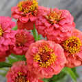 Lilliput Salmon Zinnia Seeds – 100+ Pack for Garden, Annual, Zinnia elegans, Vibrant Salmon Flowers, Attracts Pollinators, Easy to Grow