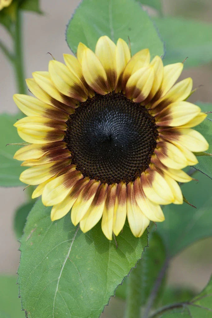Sunflower Seeds - Pro Cut Red & Lemon Variety - Helianthus annuus - Organic, Non-GMO, Full Sun, 50 Seeds Pack