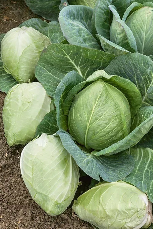 Cabbage Seeds - 400+ Charleston Wakefield Heirloom Non-GMO Vegetable Seeds for Home Garden, Brassica oleracea