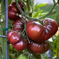 Black Brandywine Tomato Seeds - Heirloom Solanum lycopersicum, 15 Pack, Dark Color, Large Fruit, Organic Gardening Seeds