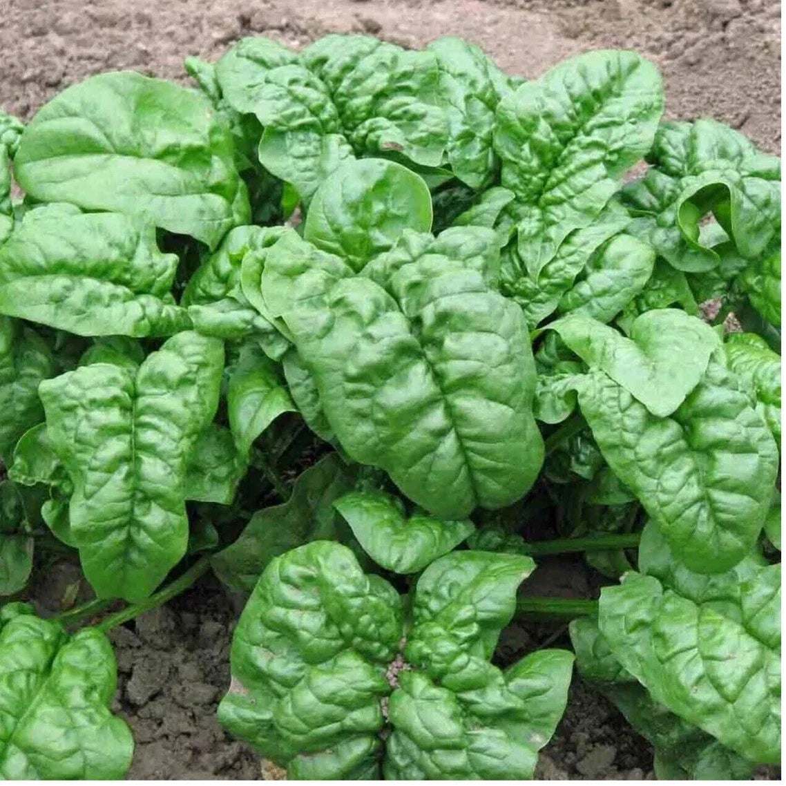 Nobel Giant Spinach Seeds - Organic Heirloom Non-GMO, 150+ Premium Seeds, Spinacia oleracea, Full Sun, Easy to Grow