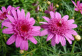 Canary Marguerite Daisy Seeds - Argyranthemum frutescens - Bright Yellow Flowers - Garden, Border, Container Planting - 200+ Seeds