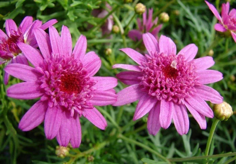 Canary Marguerite Daisy Seeds - Argyranthemum frutescens - Bright Yellow Flowers - Garden, Border, Container Planting - 200+ Seeds