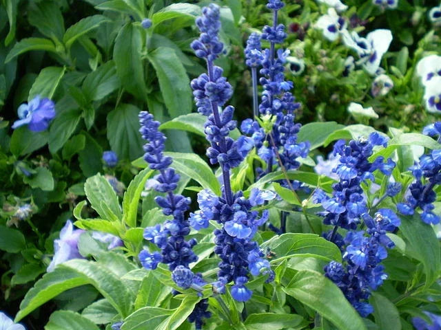 Blue Flower Sage Seeds 150 Count Salvia farinacea Pollinator Attracting Perennial Plant