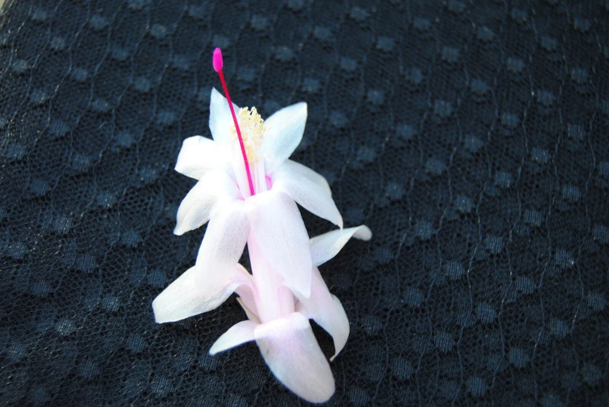 Christmas Cactus Starter Plant - Small Schlumbergera truncata - Well-Rooted Succulent for Indoor Decor