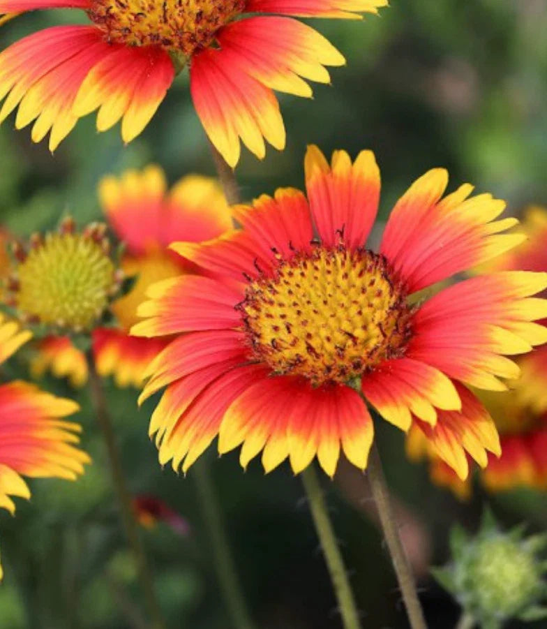 Indian Blanket Flower Seeds 3000 Count Gaillardia pulchella Pollinator Magnet for Hummingbirds & Bees