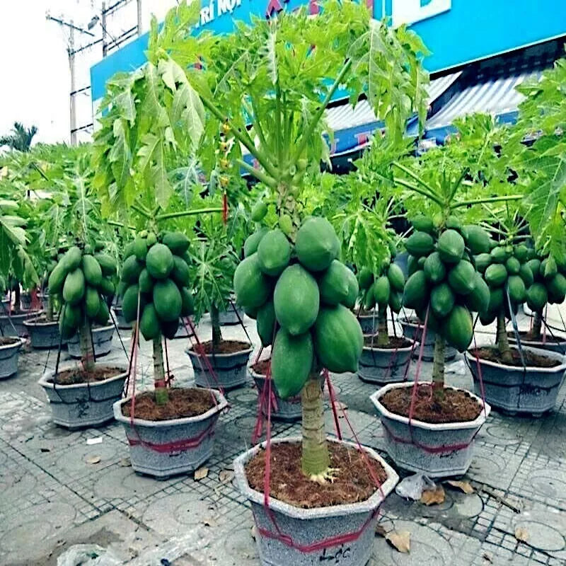 Dwarf Carica Papaya Seeds - Solo Waimanalo Fruit Tree Pack of 20 for Indoor & Outdoor Gardening