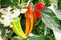 Fish Pepper Seeds - 15-200 Count, Rare Variegated Hot Pepper, Capsicum annuum, Caribbean flavor, Easy to grow, Garden or container