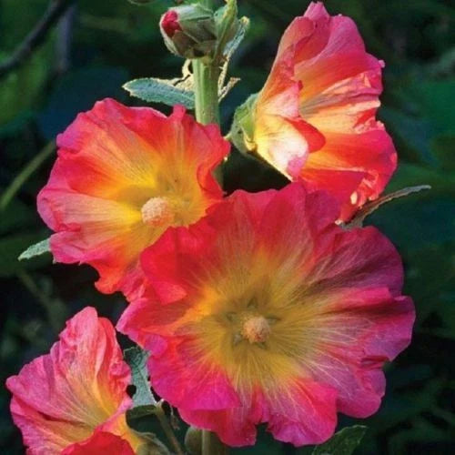 Hollyhock Seeds - 25 Pink Orange Perennial Flower Seeds - Alcea rosea - Garden, Border, Cut Flower Planting
