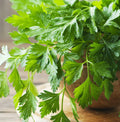 Giant Italian Flat Leaf Parsley Seeds | Herb Garden Seeds | Petroselinum crispum var. neapolitanum | Organic, Non-GMO