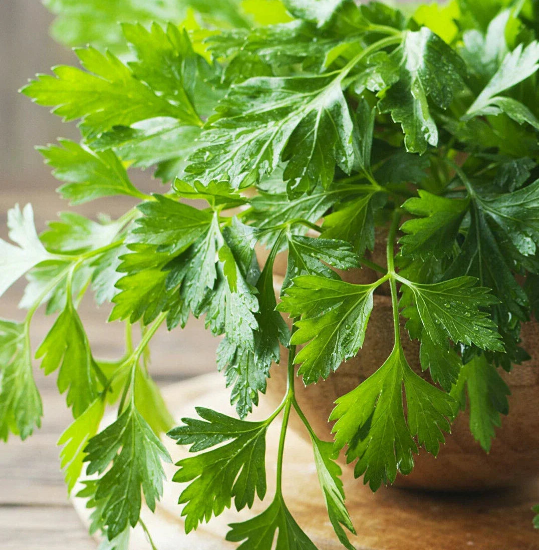 Giant Italian Flat Leaf Parsley Seeds | Herb Garden Seeds | Petroselinum crispum var. neapolitanum | Organic, Non-GMO