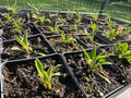 Lilium Catesbaei Pine Lily Seeds - Ultra Rare Genetics from Scotland NC