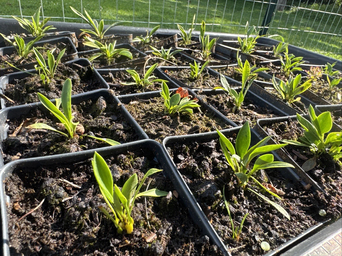 Lilium Catesbaei Pine Lily Seeds - Ultra Rare Genetics from Scotland NC
