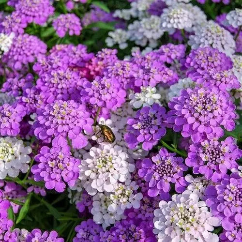 Candytuft Seeds - 500+ Annual Iberis umbellata Mixed Colors Pink & White for Borders & Containers