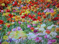 Wildflower Seed Mix 2 lb Bulk Pack for Garden, 24 Color Varieties, Attracts Pollinators, Annual & Perennial Flowers